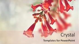  Presentation with trumpet - PPT layouts featuring trumpet vine blossom background and a lemonade colored foreground