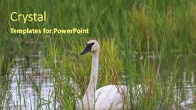  Presentation with north america - Presentation having trumpeter-swan-is-a-species background and a tawny brown colored foreground