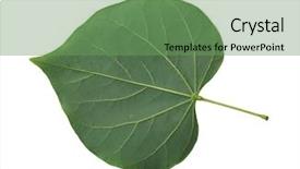  Presentation with tomato ketchup single red - Beautiful slides featuring truncate - single fresh redbud leaf cordate backdrop and a seafoam green colored foreground