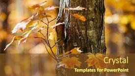  Presentation with sunny fall - Cool new PPT layouts with trunk and branch of fall maple tree with bright orange foliage in sunny autumn forest backdrop and a tawny brown colored foreground