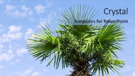  Presentation with palm leaves - Audience pleasing slide deck consisting of trunk and leaves of palm tree on a background of cloudy sky backdrop and a light blue colored foreground