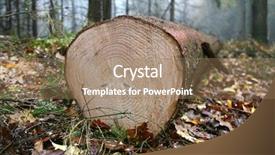  Presentation with tree step - Slides featuring trunk lying in the woods background and a coral colored foreground