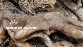  Presentation with olive tree - Amazing presentation having trunk-of-an-old-olive backdrop and a violet colored foreground