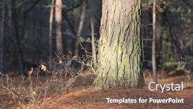  Presentation with pine forest - Slide deck consisting of trunk-of-an-old-pine background and a violet colored foreground