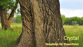  Presentation with structure - Audience pleasing theme consisting of trunk of an old tree backdrop and a tawny brown colored foreground