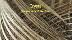  Presentation with palm tree - PPT theme consisting of trunk of palm tree background and a tawny brown colored foreground