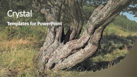  Presentation with tree templaze - Amazing PPT theme having trunk of tree in serbia backdrop and a dark gray colored foreground
