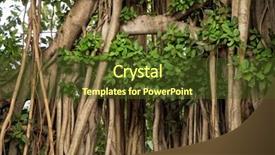  Presentation with tree roots - Amazing slide deck having trunk with branches and roots backdrop and a tawny brown colored foreground