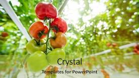  Presentation with growing - Colorful slide deck enhanced with trusses of green and red backdrop and a yellow colored foreground