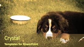  Presentation with jin ding monastry mountain - Amazing slide deck having trustful friend portrait of puppy backdrop and a  colored foreground