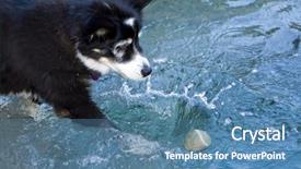  Presentation with dog poop scoop - Audience pleasing presentation theme consisting of trying to reach a tennis backdrop and a  colored foreground