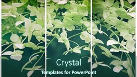  Presentation with white hydrangea - Slide deck with tryptich-of-hydrangea-hortensia-white background and a ocean colored foreground