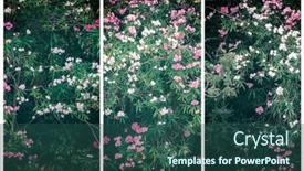  Presentation with pink flowers - Slide deck consisting of tryptich-of-pink-and-white background and a ocean colored foreground