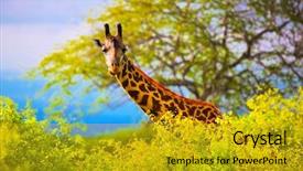  Presentation with west africa - PPT theme having tsavo west kenya africa background and a gold colored foreground