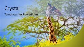  Presentation with west africa - Colorful slides enhanced with tsavo west kenya africa backdrop and a light blue colored foreground