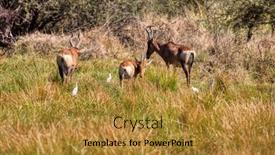  Presentation with tall - Presentation theme featuring tsessebe-antelope-family-and-baby background and a gold colored foreground