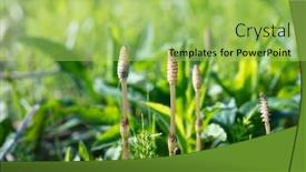  Presentation with horsetail plant - Colorful presentation design enhanced with tsukushi-plant-or-field-horsetail backdrop and a yellow colored foreground