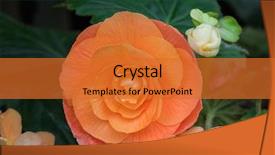  Presentation with color orange - Presentation theme with tuberhybrida flower in salmon pale background and a red colored foreground