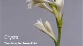  Presentation with tuberose - Presentation enhanced with tuberose-bud-on-its-branch background and a  colored foreground
