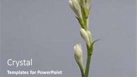  Presentation with tuberose - Theme featuring tuberose-bud-on-its-branch background and a  colored foreground