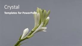  Presentation with tuberose - Slide deck with tuberose-bud-on-its-branch background and a gray colored foreground