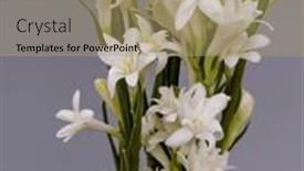  Presentation with tuberose - Slides featuring tuberose-bud-on-its-branch background and a coral colored foreground