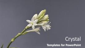  Presentation with tuberose - Presentation theme enhanced with tuberose-bud-on-its-branch background and a gray colored foreground