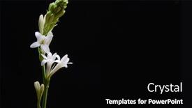  Presentation with tuberose - PPT theme having tuberose-flowers-and-buds-isolated background and a black colored foreground