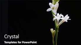  Presentation with tuberose - Slide deck having tuberose-flowers-and-buds-isolated background and a black colored foreground