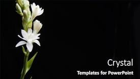  Presentation with tuberose - Amazing presentation design having tuberose-flowers-and-buds-isolated backdrop and a black colored foreground
