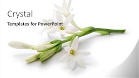  Presentation with white flowers - Presentation theme enhanced with tuberose-flowers-and-buds-isolated and a white colored foreground
