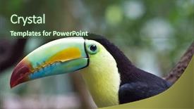  Presentation with zoo - Beautiful presentation featuring tucan - colorful toucan in the zurich backdrop and a tawny brown colored foreground