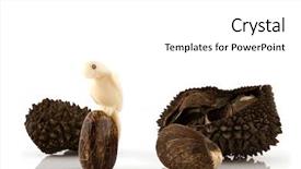  Presentation with parrot - Presentation theme with tucan - handmade parrot from vegetable ivory background and a  colored foreground