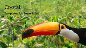  Presentation with palm tree - Colorful PPT layouts enhanced with tucan - toco toucan in palm tree backdrop and a yellow colored foreground