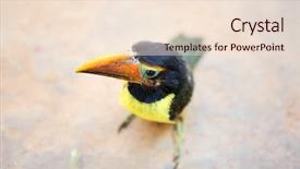  Presentation with chick - Presentation theme having tucan - toucan chick background and a  colored foreground