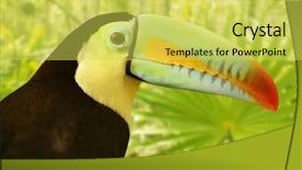  Presentation with jungle - Slides featuring tucan - toucan kee billed tamphastos sulfuratus background and a yellow colored foreground