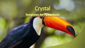  Presentation with judicial branch - Slide deck featuring tucan - toucan on the branch background and a tawny brown colored foreground