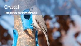  Presentation with looking up at trees from ground - Amazing slide set having tufted titmouse baeolophus bicolor looking backdrop and a  colored foreground