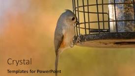  Presentation with birdfeeder - Presentation design with tufted-titmouse-getting-seeds background and a  colored foreground