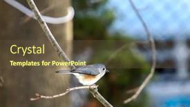  Presentation with branch - Beautiful slide set featuring tufted-titmouse-sitting-on-branch backdrop and a tawny brown colored foreground
