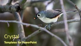  Presentation with branch - Amazing presentation theme having tufted-titmouse-sitting-on-branch backdrop and a tawny brown colored foreground
