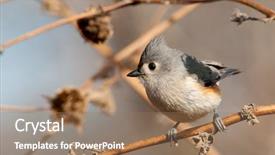  Presentation with cute - Beautiful slides featuring tufts - adorably cute tufted titmouse perched backdrop and a coral colored foreground
