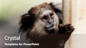  Presentation with golden lion tamarin - Presentation design featuring tufts - black lion tamarin hung background and a wine colored foreground