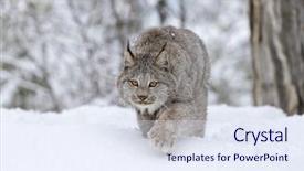  Presentation with forest fantacy - PPT layouts having tufts - bobcat hunts for prey background and a sky blue colored foreground