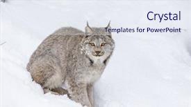  Presentation with birds of prey - Cool new slides with tufts - bobcat hunts for prey backdrop and a sky blue colored foreground