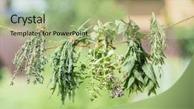 Presentation with organic herbs and letteuce - Amazing slide deck having tufts - bundles of flavoured herbs drying backdrop and a mint green colored foreground