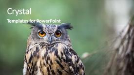  Presentation with eagle - Beautiful slides featuring tufts - closeup of a eurasian eagle-owl backdrop and a seafoam green colored foreground