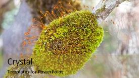  Presentation with green chemistry close up - Slides enhanced with tufts - closeup of green moss tuft background and a gold colored foreground