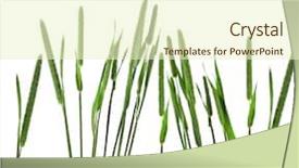  Presentation with grass - Amazing theme having tufts - closeup of timothy grass phleum backdrop and a cream colored foreground