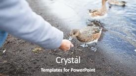  Presentation with duck - Slides featuring tufts - feeding tufted duck at lakeside background and a dark gray colored foreground